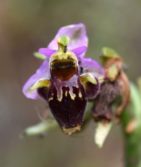 Ophrys oestrifera