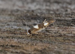 Stathmopoda paradiplaspis