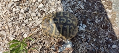 Testudo hermanni