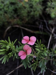 Indigofera verrucosa