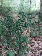 Ruscus aculeatus