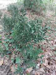 Ruscus aculeatus