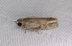 Strepsicrates semicanella