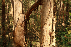 Melaleuca irbyana