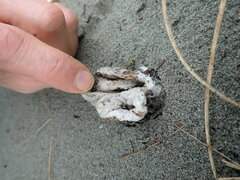 Ileodictyon cibarium