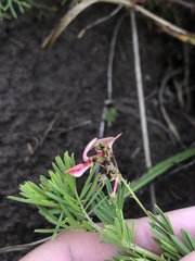 Indigofera verrucosa