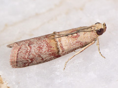 Merulempista cingillella