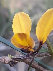 Diuris magnifica