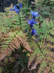 Gentianopsis barbata