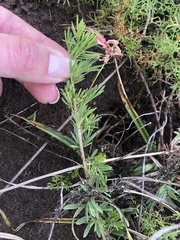 Indigofera verrucosa