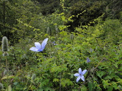 Pseudocodon convolvulaceus