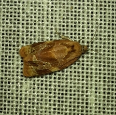 Ditula angustiorana