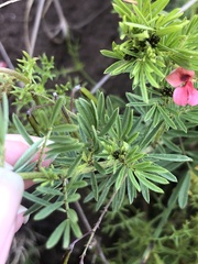 Indigofera verrucosa