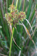 Cyperus eragrostis