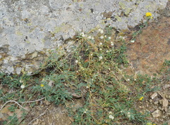 Cuscuta approximata
