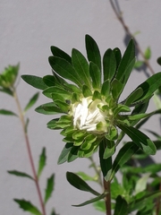 Felicia echinata