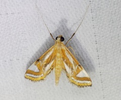 Agassiziella kwangtungiale