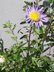 Felicia echinata