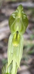 Pterostylis chlorogramma