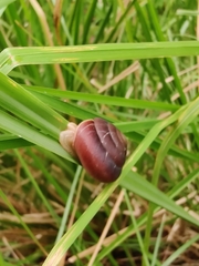 Quantula striata