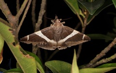 Bastilla crameri