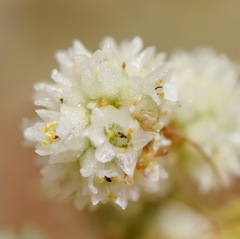 Cuscuta approximata