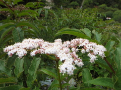 Sambucus