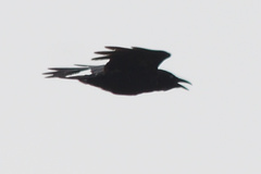 Corvus tasmanicus