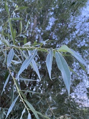 Salix alba