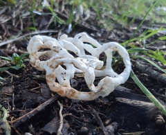 Ileodictyon cibarium