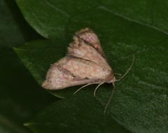 Enispa elataria