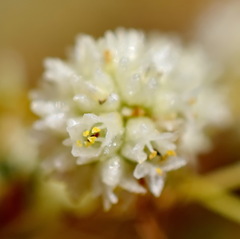 Cuscuta approximata