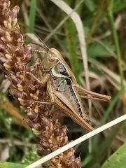 Roeseliana roeselii