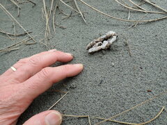 Ileodictyon cibarium