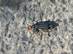 Epicauta erythrocephala