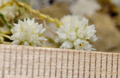 Cuscuta approximata