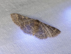 Idaea costiguttata