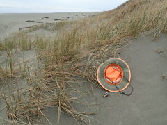 Ileodictyon cibarium