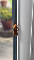 Triodia sylvina