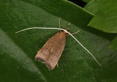 Lecitholaxa thiodora
