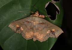 Lopharthrum comprimens