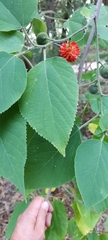 Broussonetia papyrifera