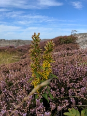 Solidago