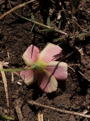 Oxalis obtusa