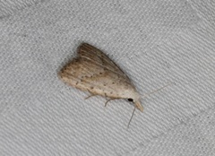 Meganola brunellus