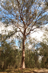 Corymbia citriodora
