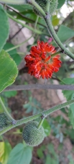 Broussonetia papyrifera
