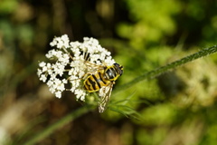 Myathropa florea