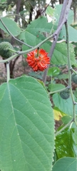 Broussonetia papyrifera