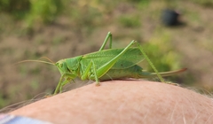 Tettigonia cantans